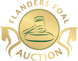 Flanders Foal Auction